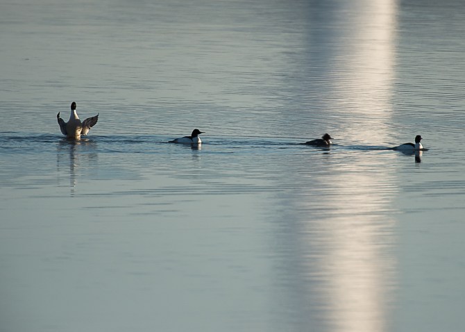 Which one gets the girl? Five male common mergansers displayed for this lovely young lass.