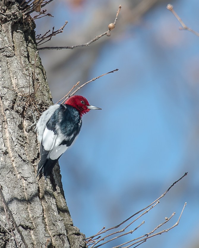 The red-headed woodpecker is quite the star of Croton Point Park. As soon as photographers come, the bird pops out and poses.