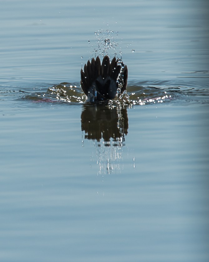 Food time for the bufflehead