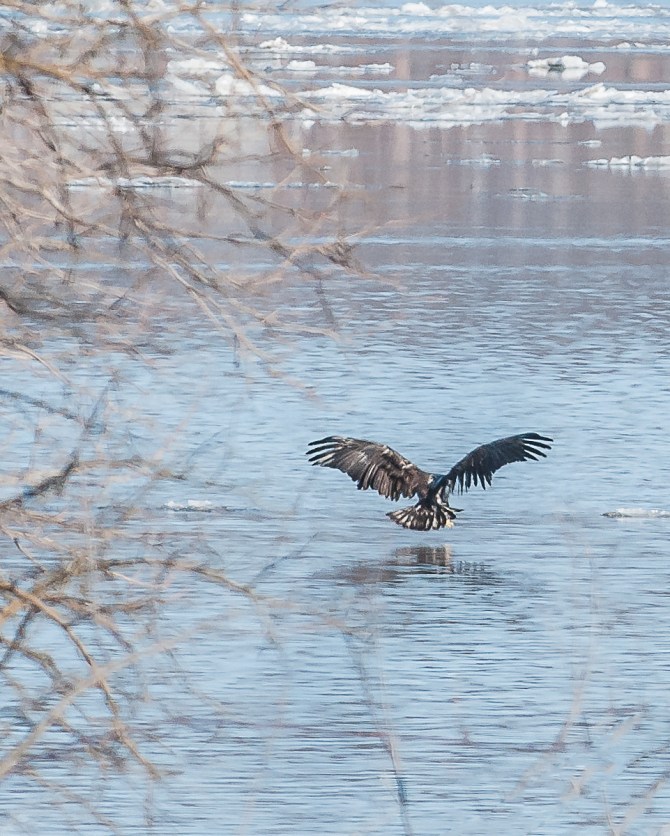 Check out the old and new feathers on this youngster. It's surprising that the bird can even fly.