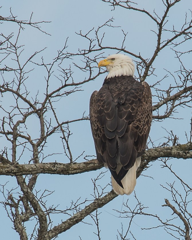 One of the many pairs that hang out at Croton Point Park. Pretty sure this one is a male.