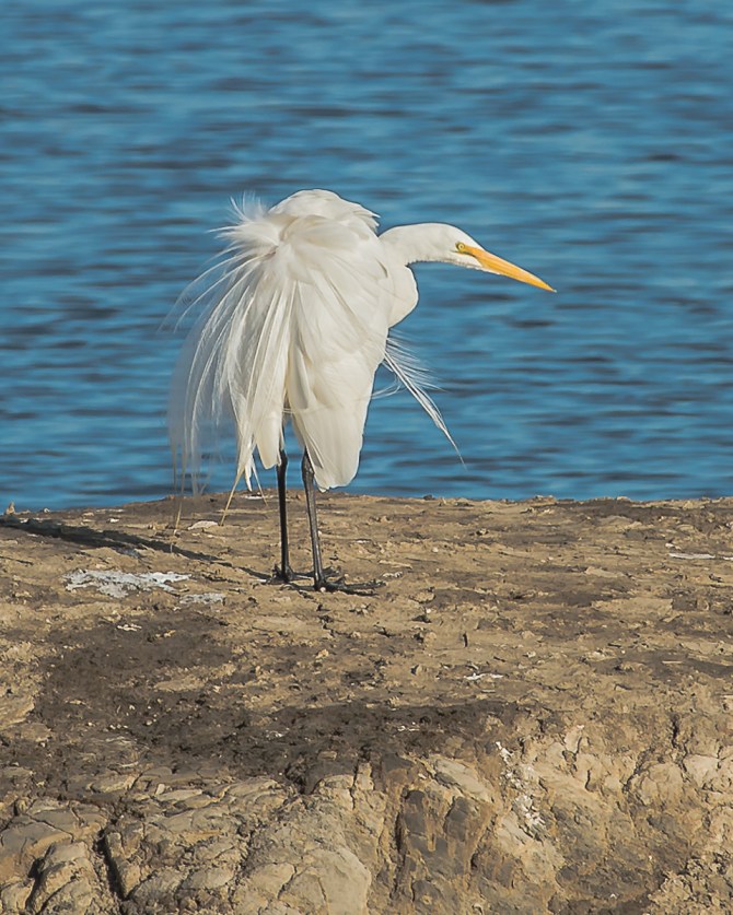 California Don Edwards-10