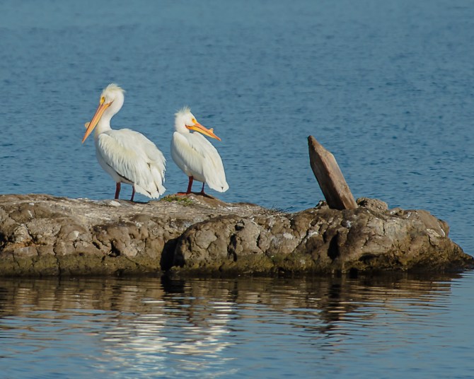 Pelicans preening
