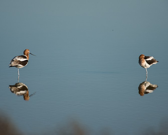 ... and avocets