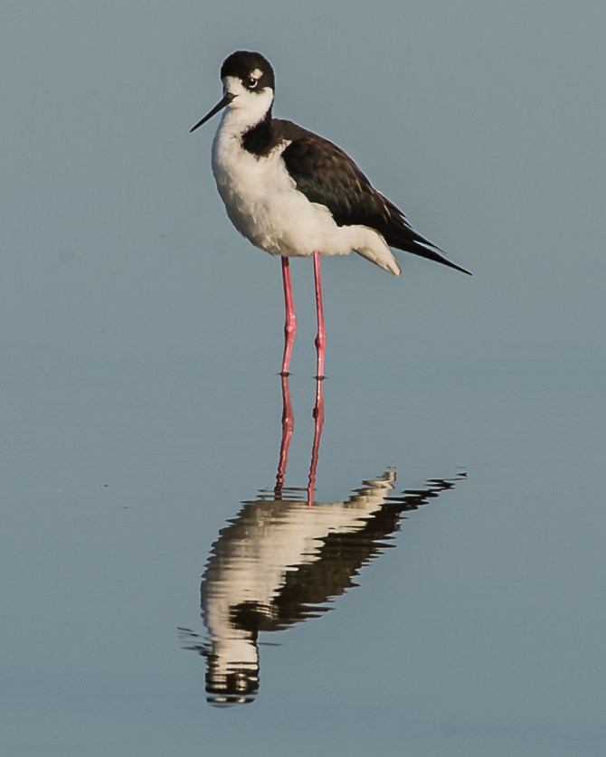 Obligatory black necked stilt