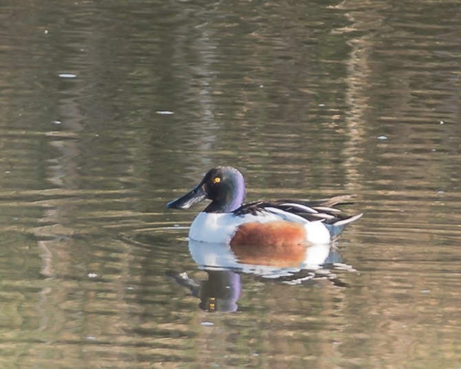 These guys were all over the refuge