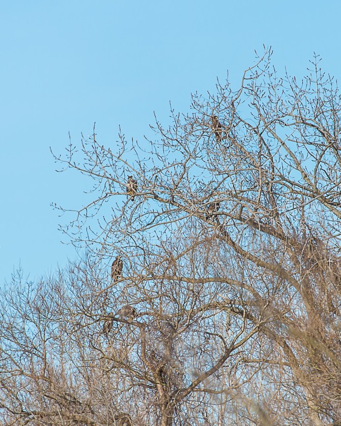 There were twelve eagles in the Croton Boat Ramp tree at one point.