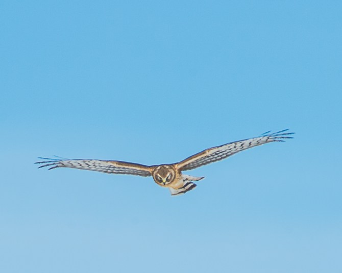 Can you see the blues of its eyes?