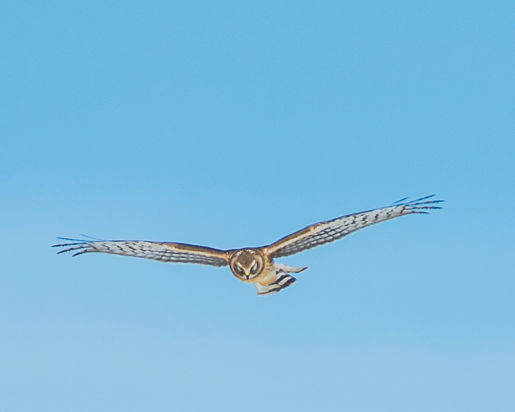 All I Wanted Was&nbsp;One