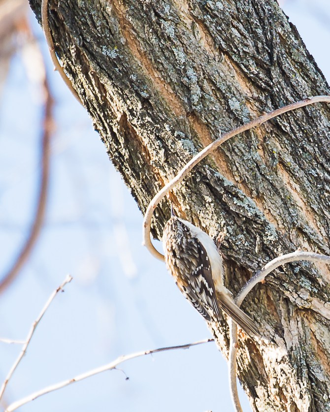 I keep seeing it listed on ebird for Westchester.  It was right next to where the harriers were hunting.