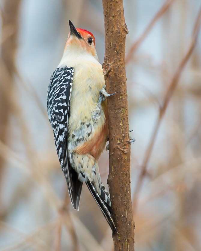 My handsome red-bellied guy