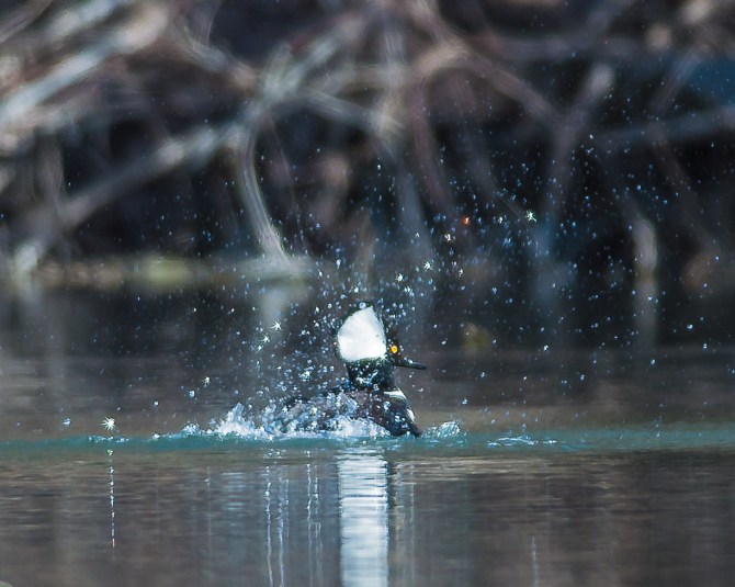 Hooded merganser wooing his lady 