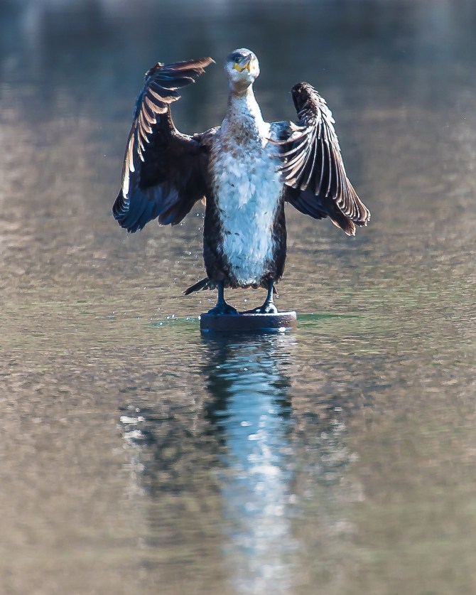 Captain's salute.  The double crested was to the right of this one.