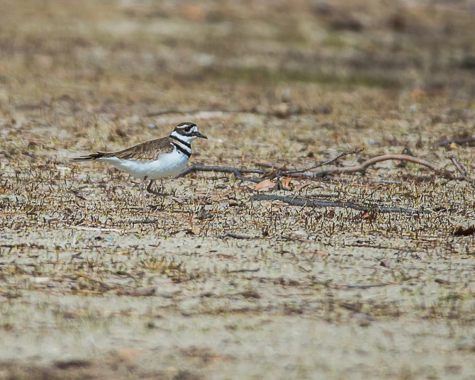 Sure sign of spring when the killdeer appear.