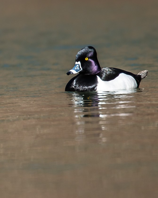 Got these on the West Coast, too.