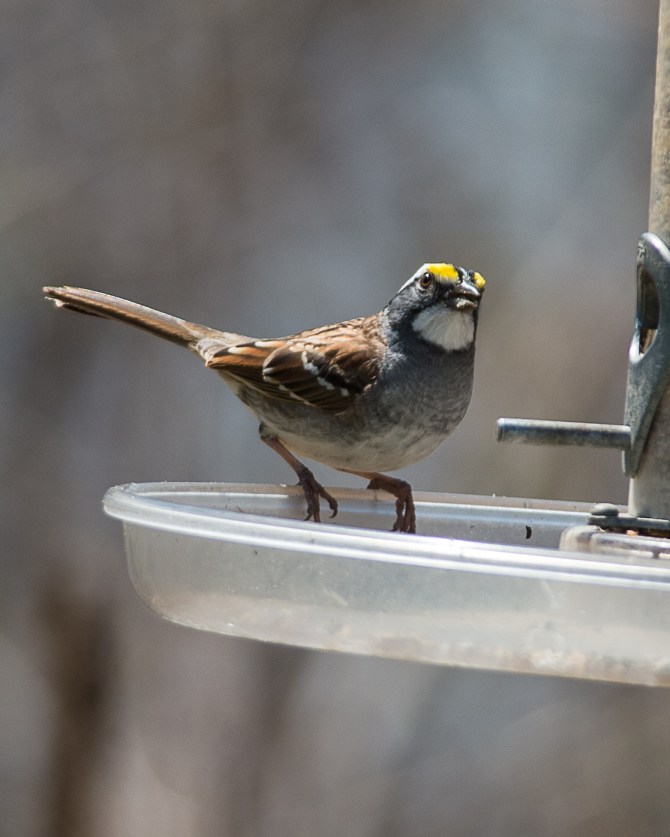 Anne's brilliant white throated sparrow