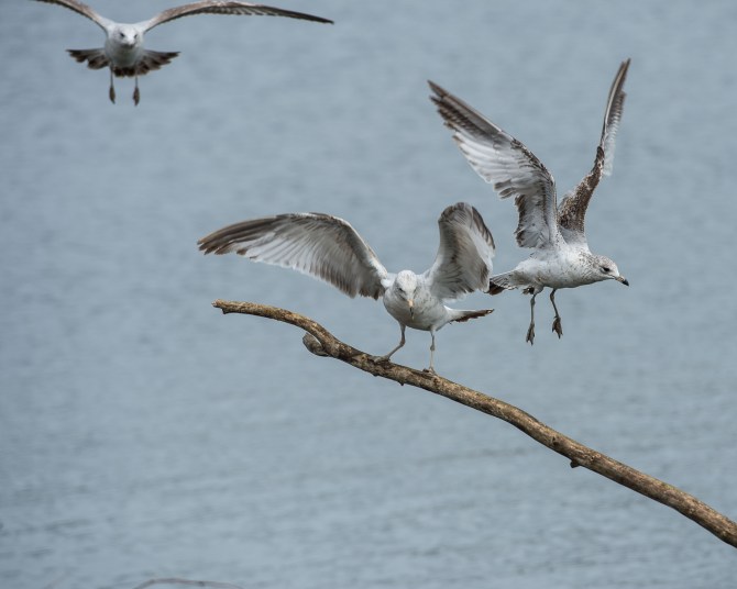 Herring gulls in action.  Happy Earth day!