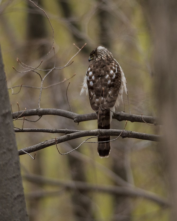 Young Cooper's Hawk at Croton Nature Center.  John was ecstatic! 