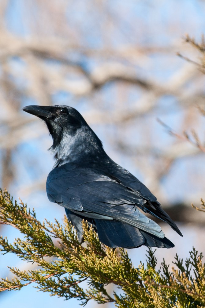 Crow on cedar