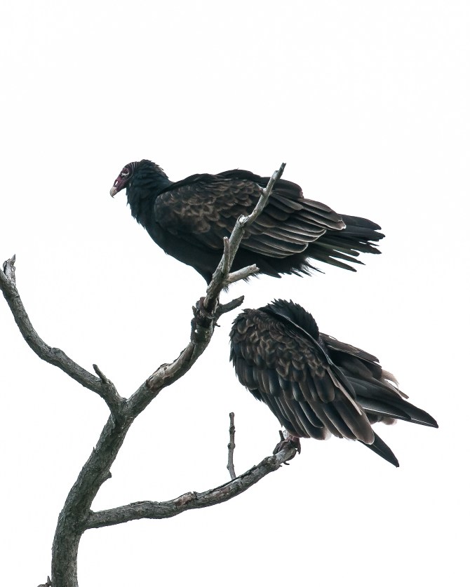 Couldn't believe that this one was so similar to the Audubon print