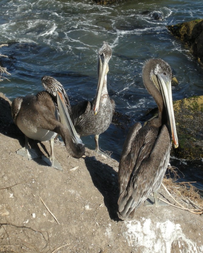 As long as I am talking about pelicans - Pismo Beach a few years ago