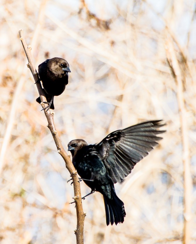 Yes, I know about cowbirds.  They are total cheats.