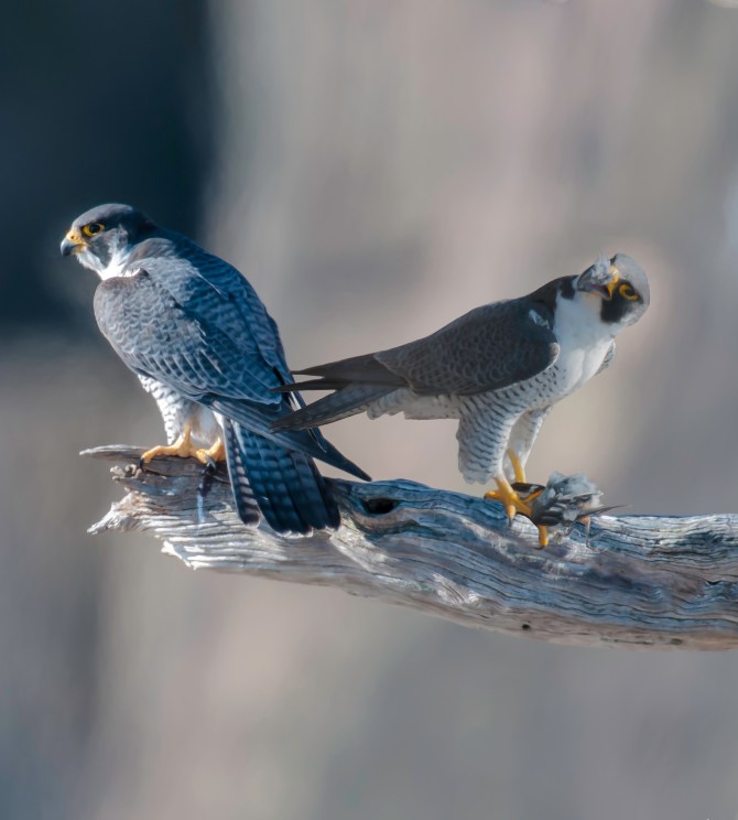 Peregrine season is in full swing.