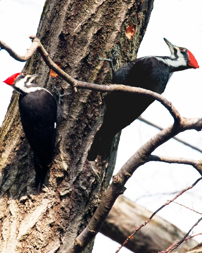 Peck a little, talk a little...