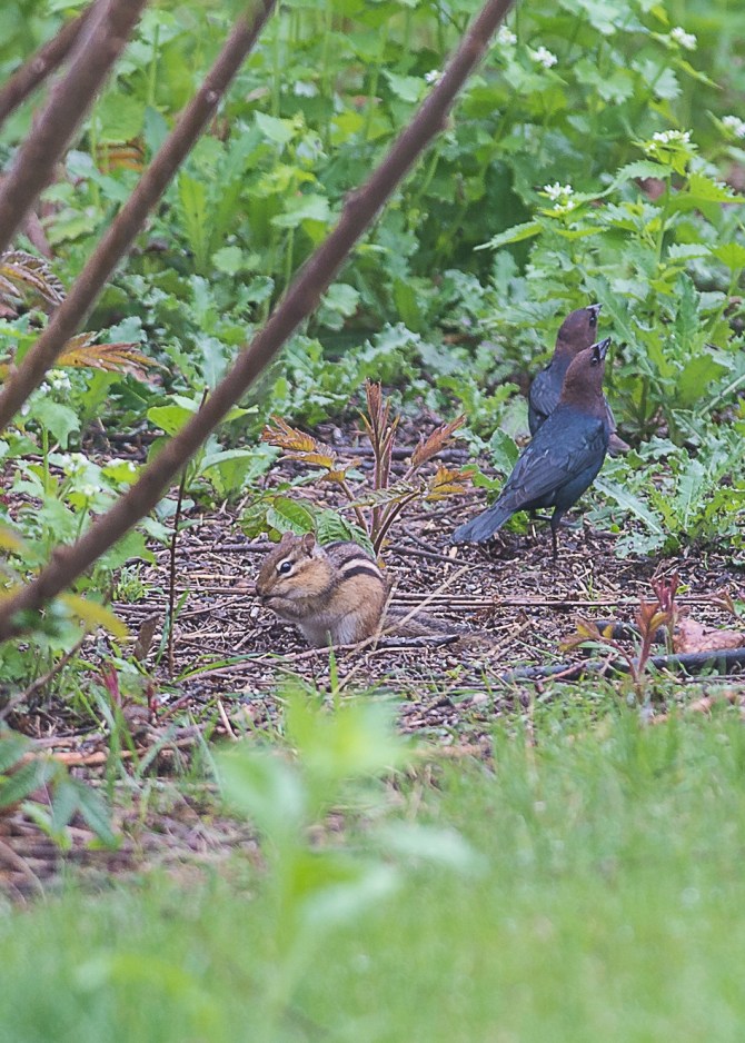 The cowbirds didn't disturb this chipmunk at all.  They are tracking a female cowbird.