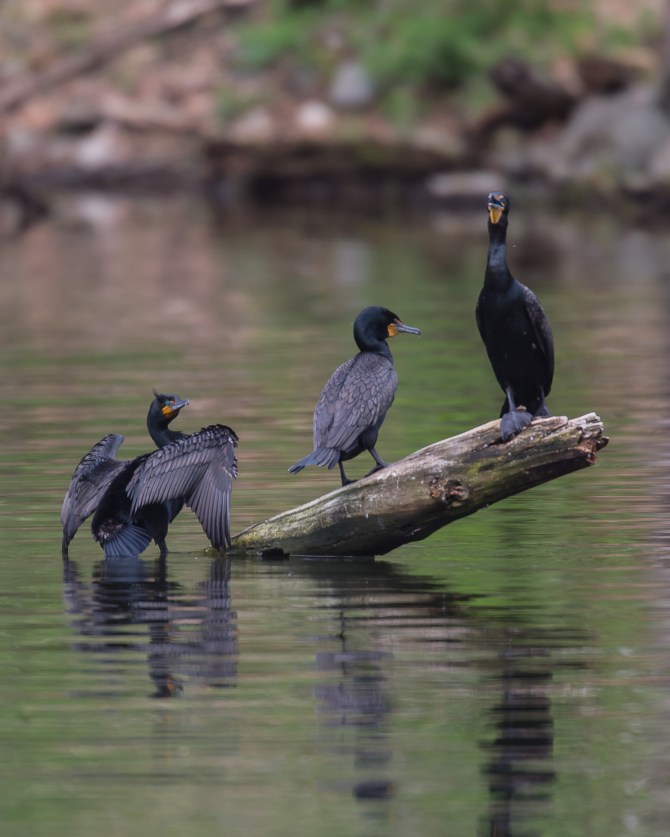 Three may be a crowd