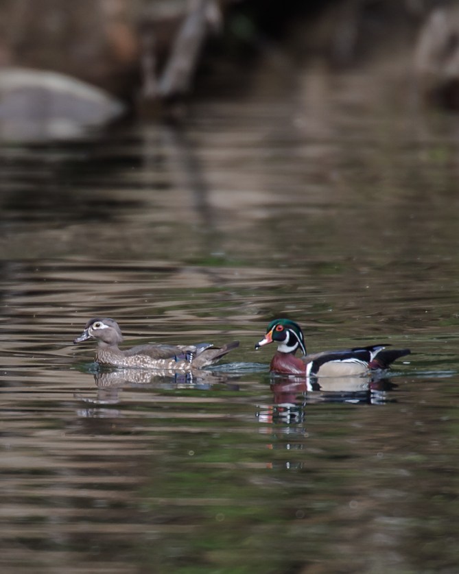 Wood duck pair
