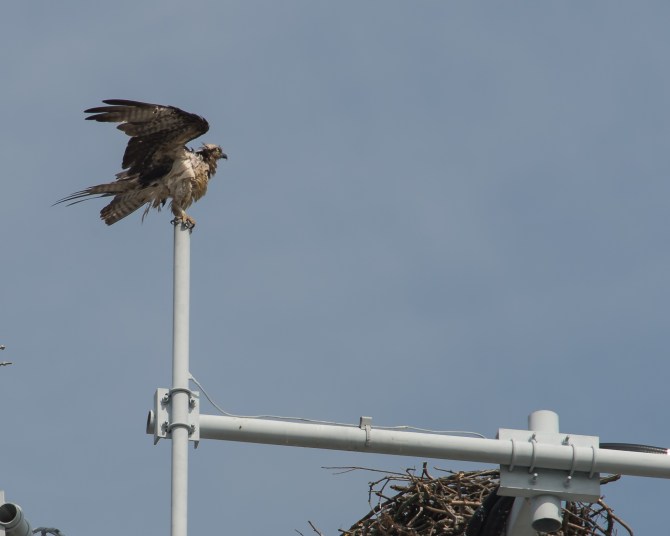 Wet osprey
