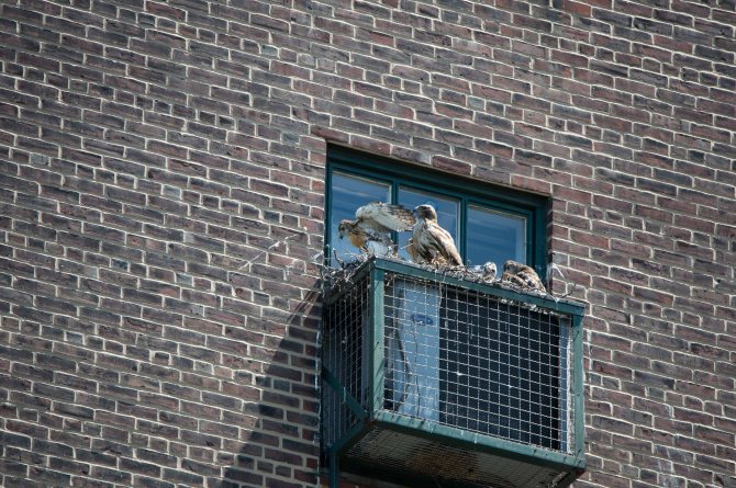 Fledglings June exports 2014-4