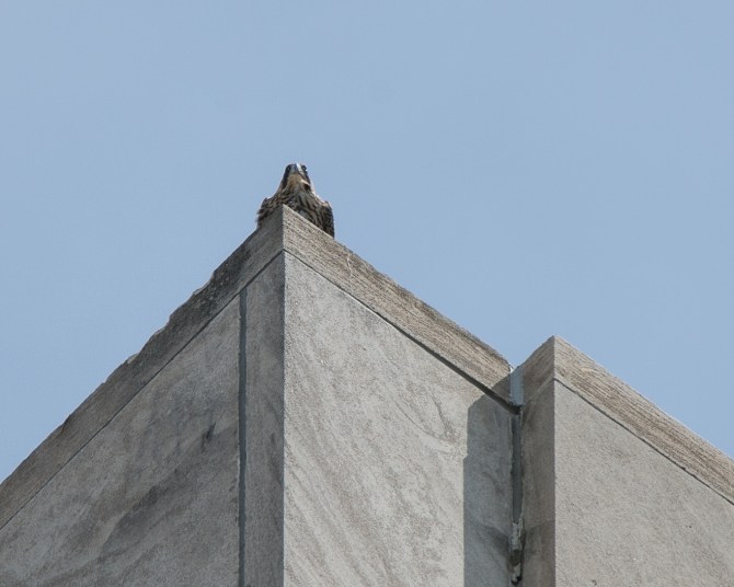 Fledglings June exports 2014-5