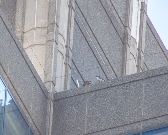 Fledglings June exports 2014-7