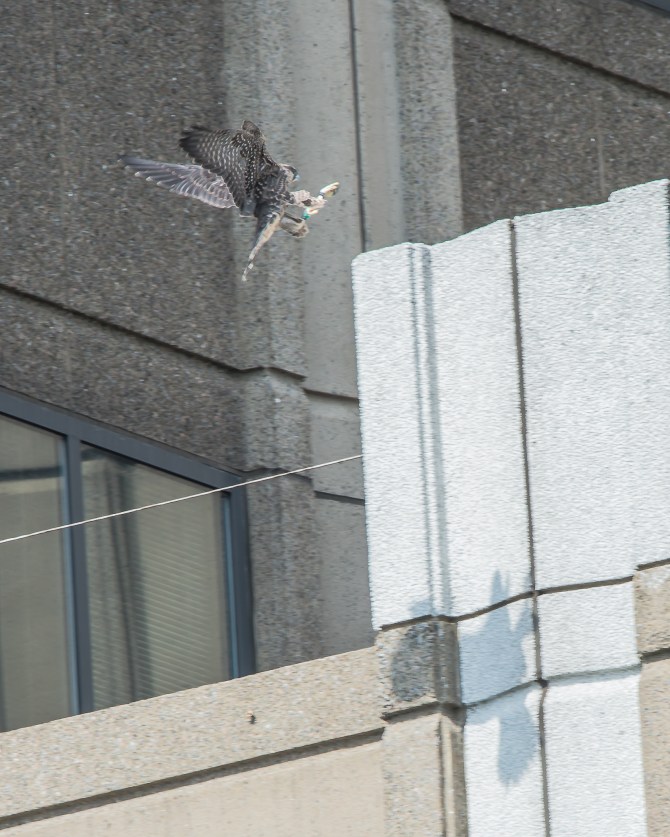 Jersey City Ivy June 2014-1