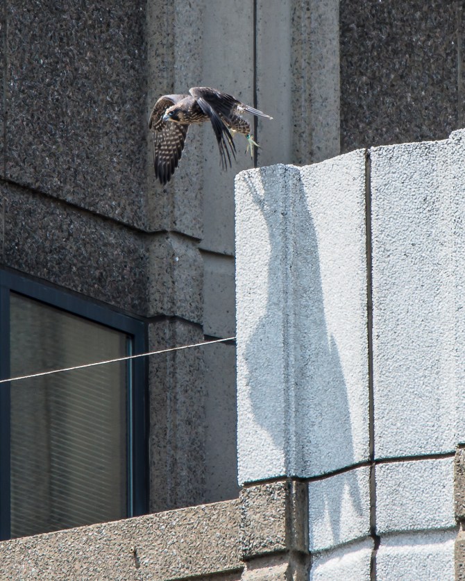 Jersey City Ivy June 2014-4