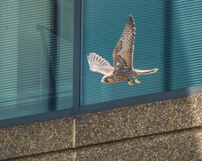 Jersey City Ivy June 2014-6