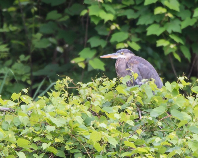 Tamron try out 6-14-14-1