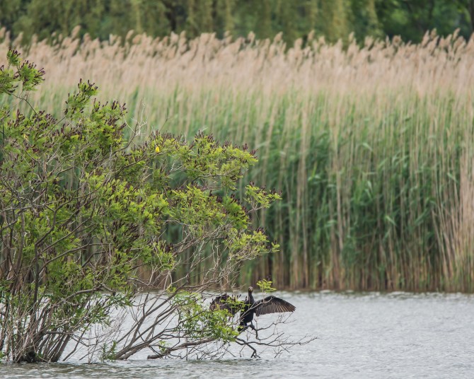Tamron try out 6-14-14-2