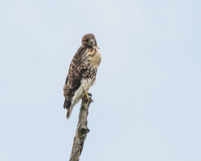 Tamron try out 6-14-14-4