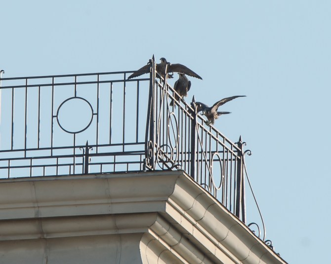 Rochester falcons 2014-21