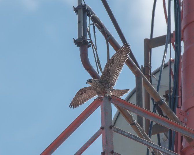 Rochester falcons 2014-3