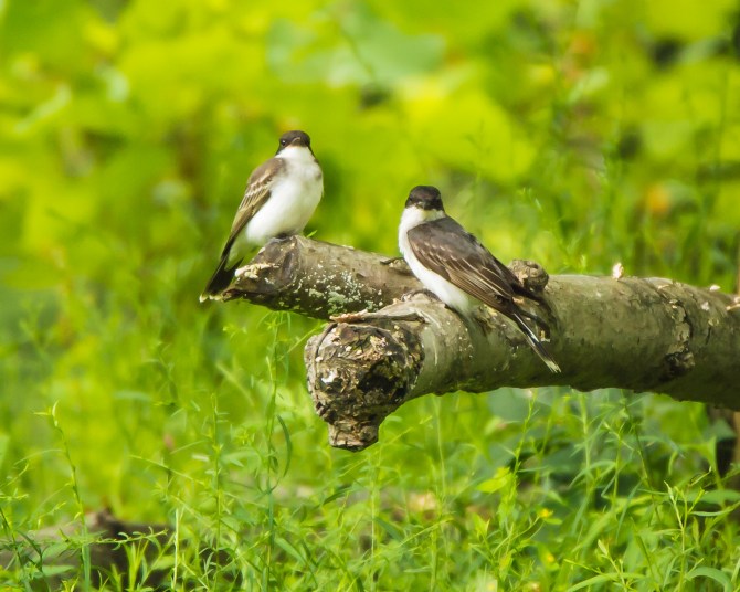 Summer Sun and Shade-2