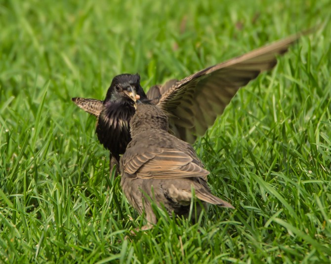 Summer Sun and Shade-3