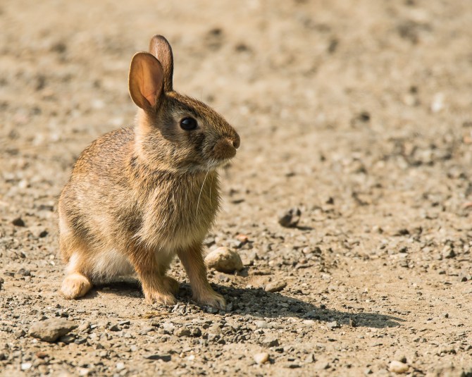 Summer Sun and Shade-6