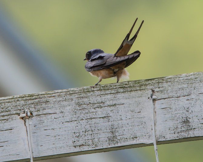 Muscoot Farm Bird Walk 8-4-14-3