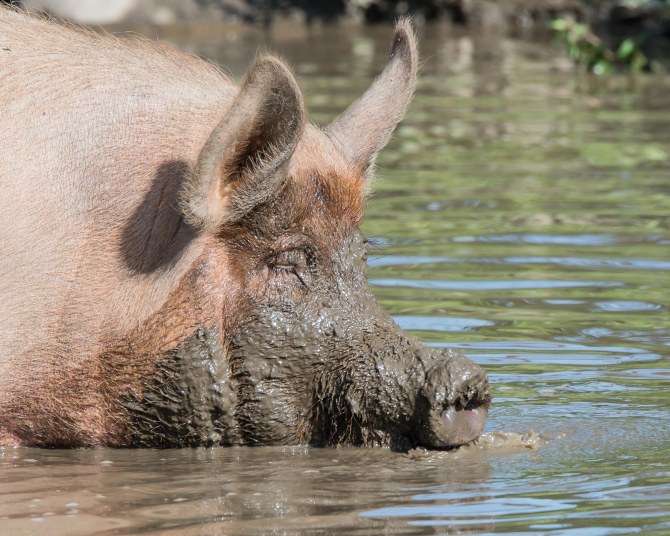 Muscoot Farm Bird Walk 8-4-14-5