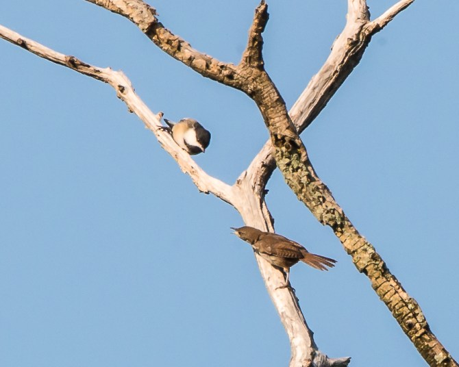 Rockefeller Bird Walk 8-11-14-1