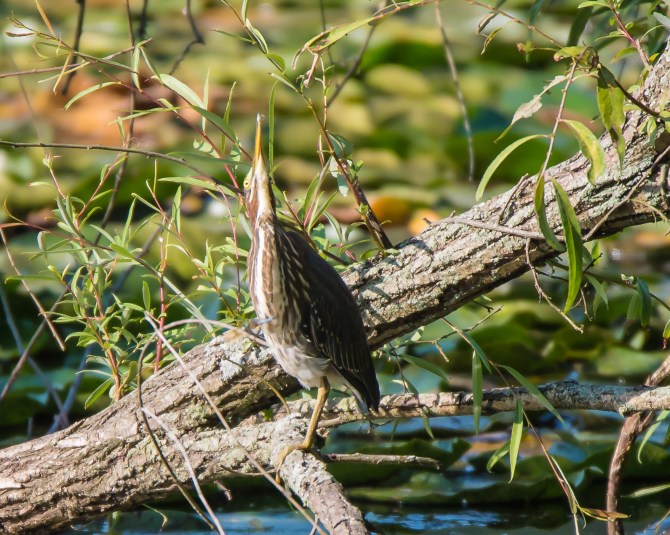 Rockefeller Bird Walk 8-11-14-3